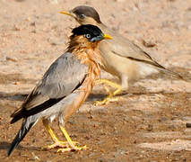 Brahminy Starling