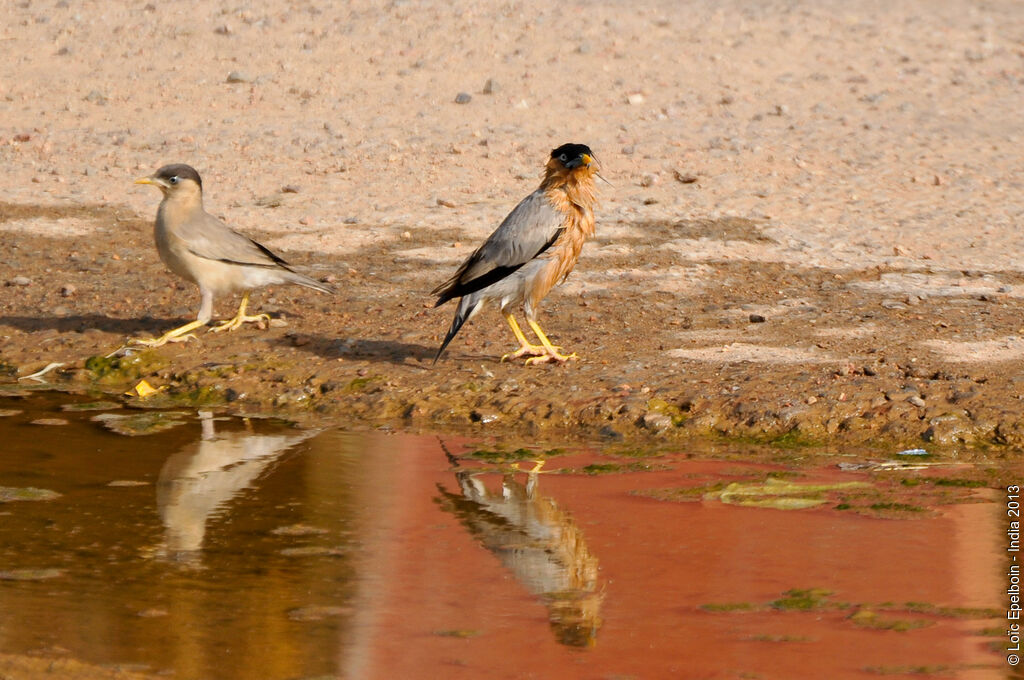 Brahminy Starling