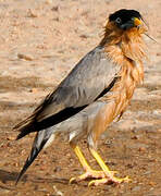 Brahminy Starling