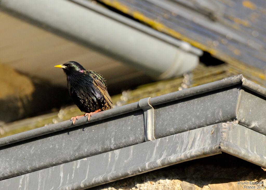 Common Starling