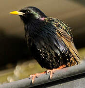 Common Starling