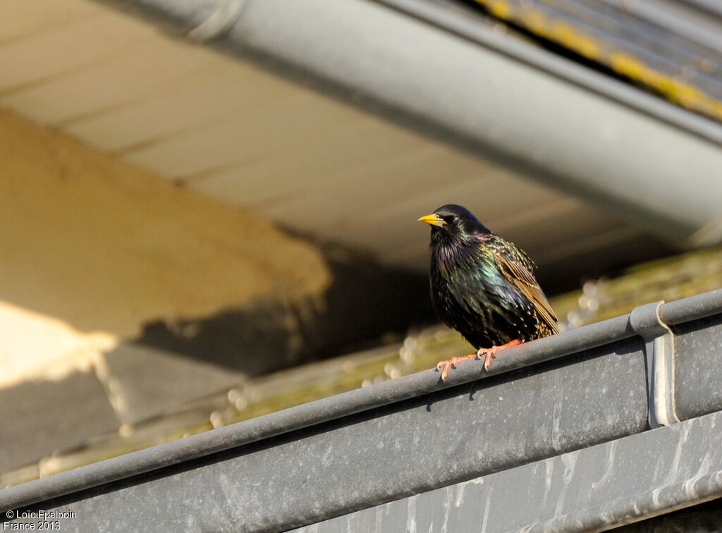 Common Starling