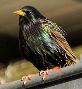 Common Starling