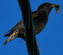 Common Starling