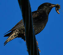 Common Starling