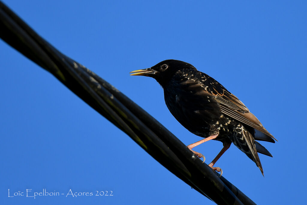 Common Starling