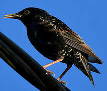 Common Starling