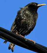 Common Starling