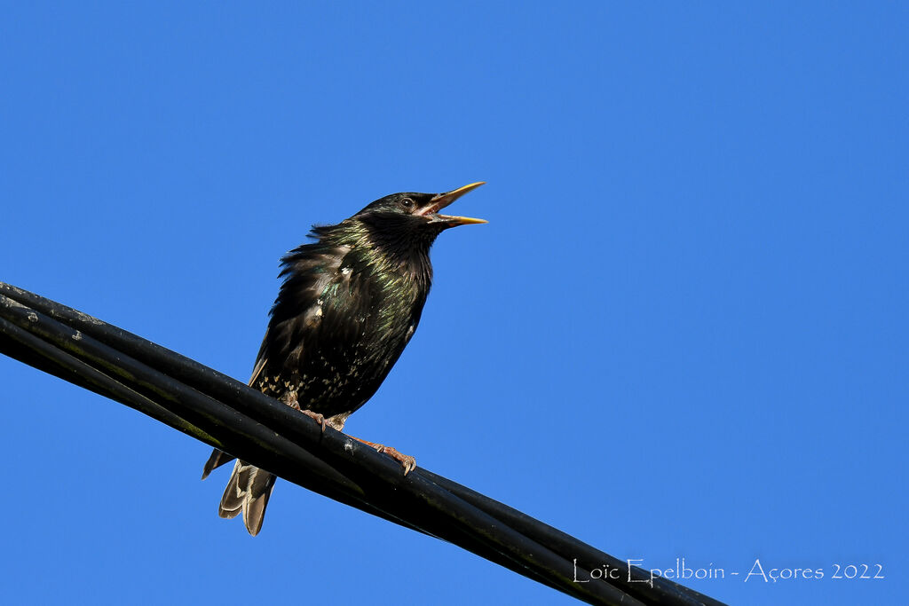 Common Starling