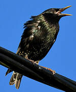 Common Starling