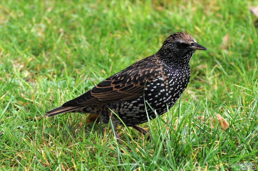 Common Starling