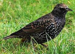 Common Starling