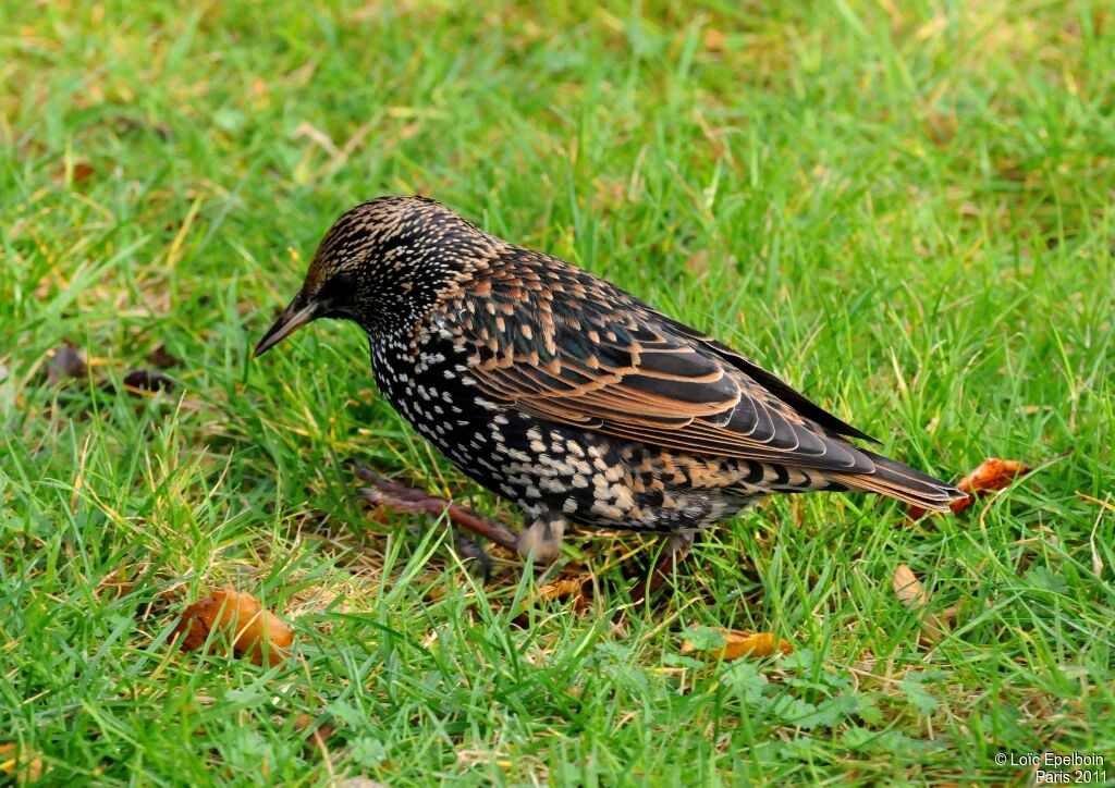 Common Starling