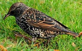 Common Starling