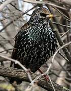 Common Starling