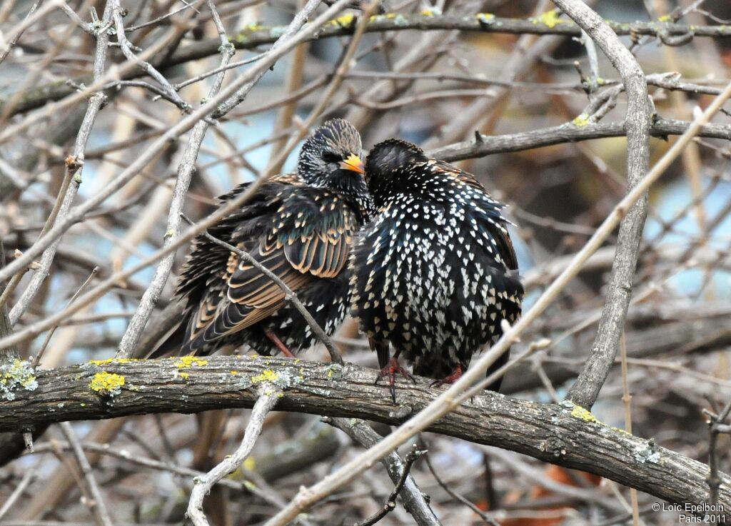 Common Starling