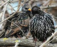 Common Starling