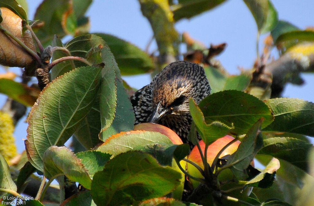 Common Starling