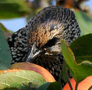 Common Starling