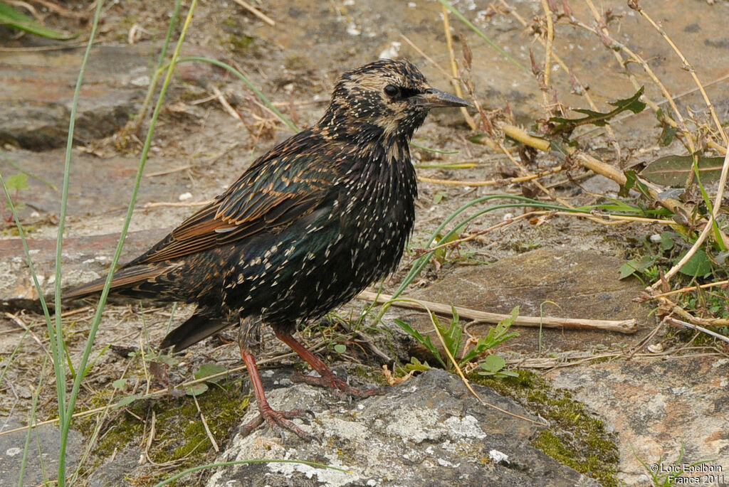 Common Starling