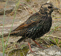 Common Starling