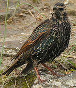 Common Starling