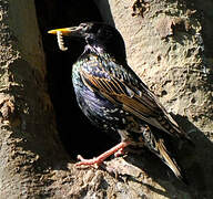 Common Starling