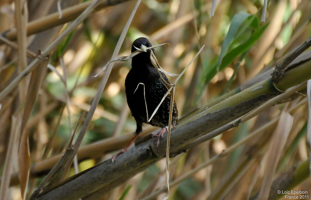 Common Starling