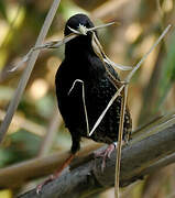 Common Starling