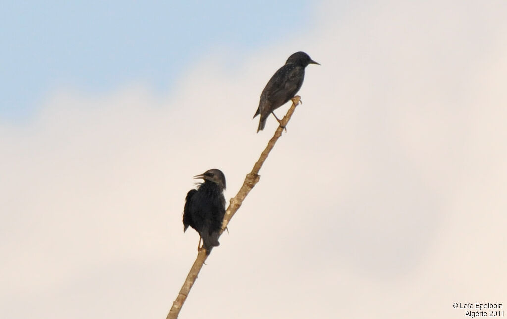 Spotless Starling