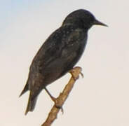 Spotless Starling