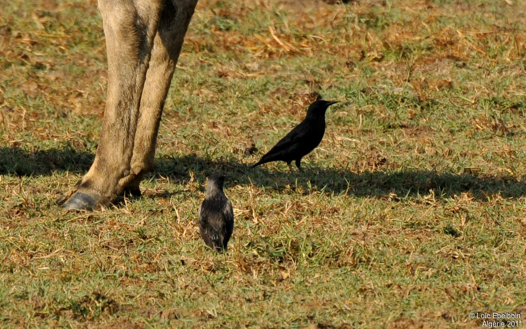 Spotless Starling