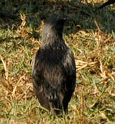 Spotless Starling