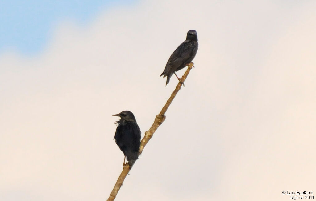 Spotless Starling