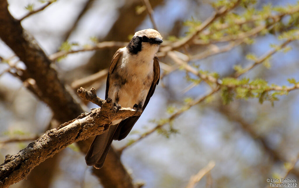 Northern White-crowned Shrike