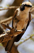 Northern White-crowned Shrike