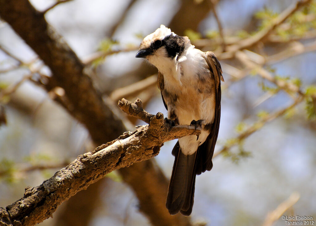 Northern White-crowned Shrike