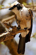 Northern White-crowned Shrike