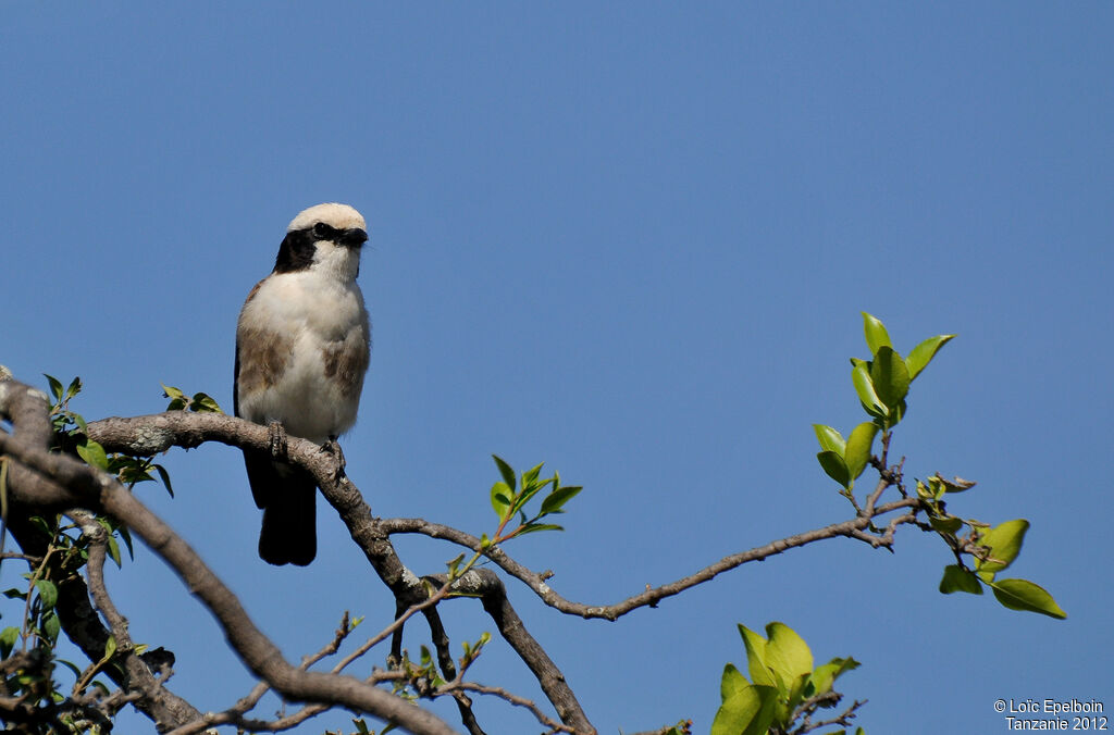 Northern White-crowned Shrike