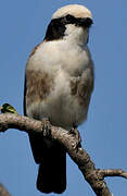 Northern White-crowned Shrike