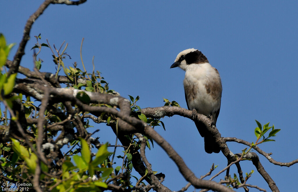 Northern White-crowned Shrike