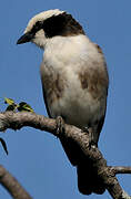 Northern White-crowned Shrike