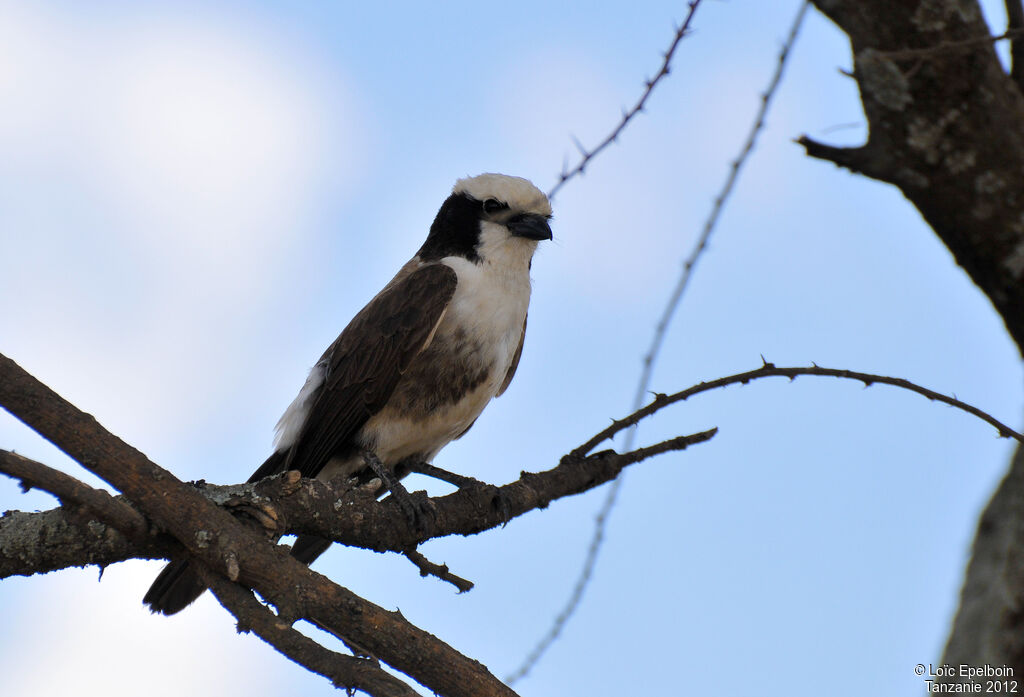 Northern White-crowned Shrike