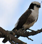 Northern White-crowned Shrike