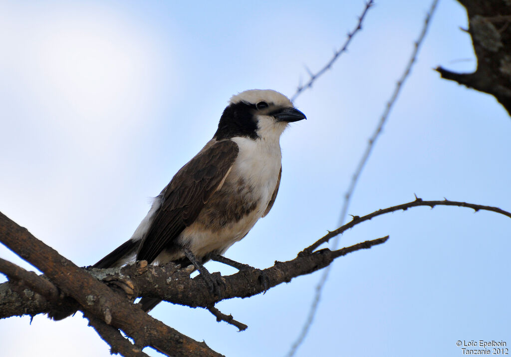 Northern White-crowned Shrike