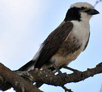 Northern White-crowned Shrike