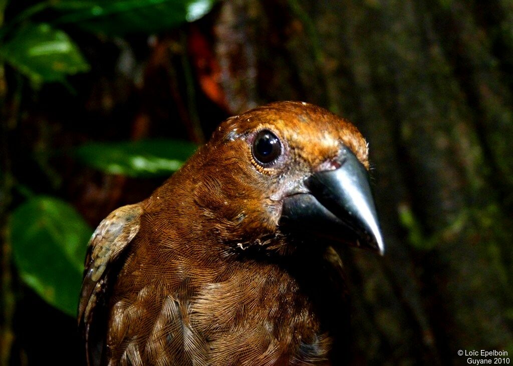 Blue-black Grosbeak