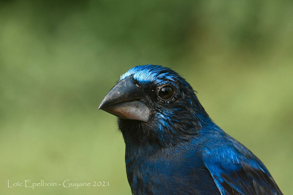 Évêque bleu-noir