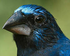 Blue-black Grosbeak