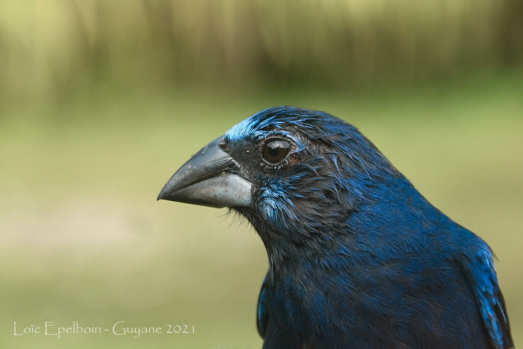 Blue-black Grosbeak